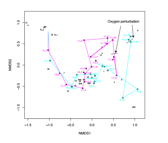 Nonmetric multidimensional scaling (NMDS) of read counts. NMDS was computed with vegan (Oksanen et al., 2013) using the Bray-Curtis dissimilarity index with a final stress of 0.156. The unamended sediment samples appear grouped at the figure left-top. Trajectories for the first replicate of each HO and LO condition are shown using cyan and magenta lines, respectively, connecting the sampling points. Samples from other replicates are also shown using the same color scheme. OTUs appear as text.