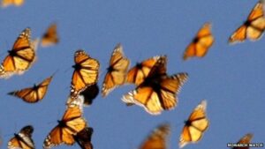 Monarch butterfly migration cues depend on the Sun