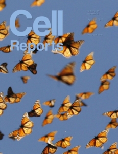 Monarch butterflies flying and text that reads: Cell Reports
