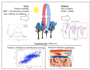 A combination of machine learning methods and wavelet analysis of the micrometeorological drivers is used to identify the hierarchy of the climatic controls of the ecosystem carbon flux as well as their multidimensional functional relationships.