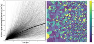 Diffusion and feature analysis of nanoparticles in the brain. (a) Mean squared displacements of nanoparticle trajectories, (b) Heatmap of diffusion coefficients in a small section of a rat brain slice.