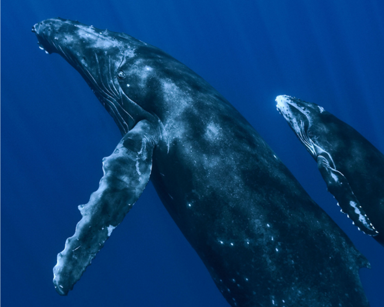 A photo of two blue whales swimming next to each other.