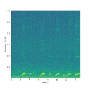 15-second spectrogram of the audio signal showing multiple whale vocalizations.