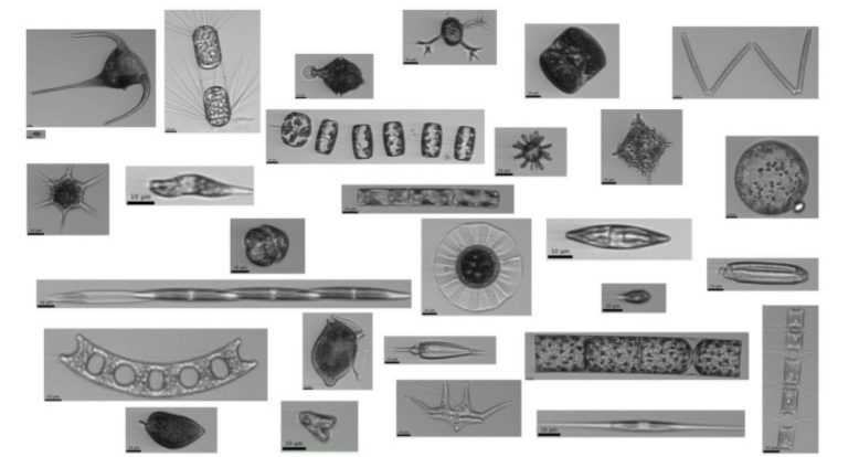 User-friendly Tools for Oceanic Plankton Image Analysis (UTOPIA)