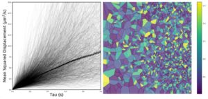 Experimental diffusion analysis to extract tissue structure function in the diseased brain