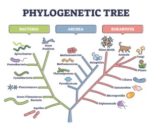 Phylo2Vec: Accelerating Phylogenetic Research 