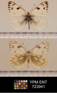 Automated assessment of butterfly thermoregulatory traits from specimen images