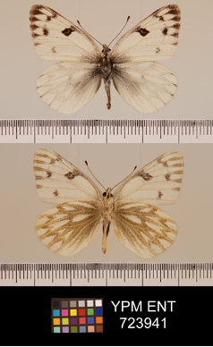 Automated assessment of butterfly thermoregulatory traits from specimen images