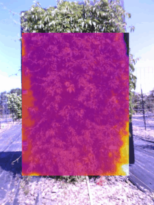 Climate Ready Vines Thermal Image Analysis for Cooling Potential