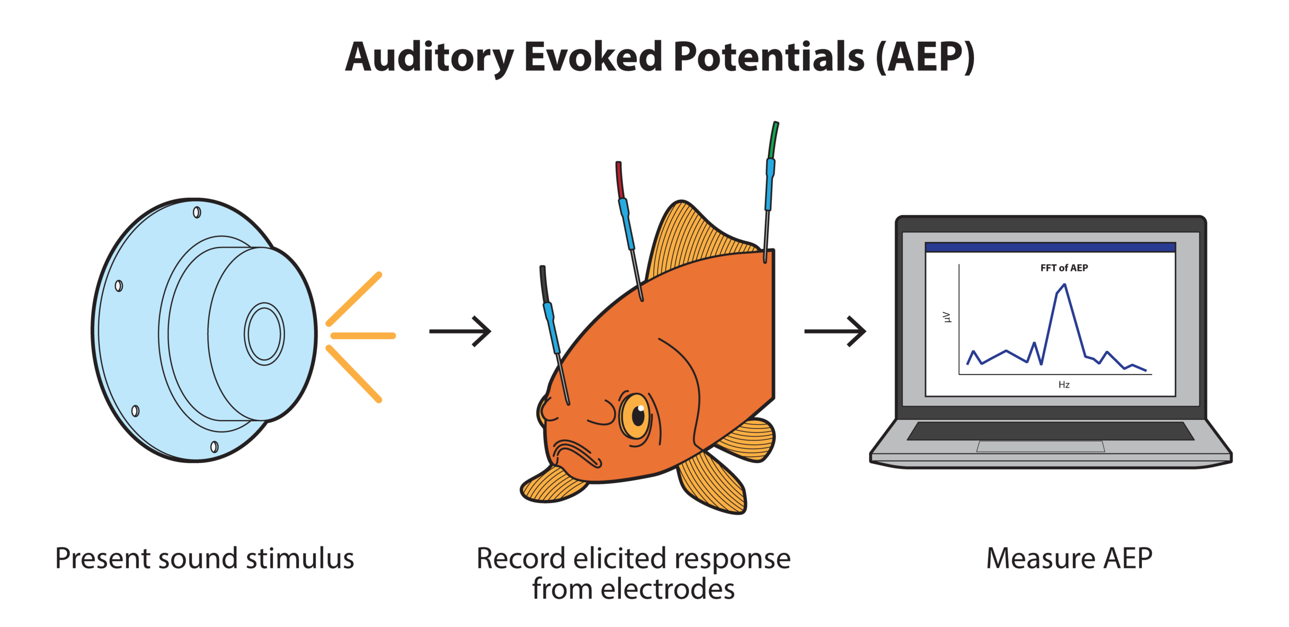 On testing hearing sensitivity across the animal kingdom more quickly and accurately