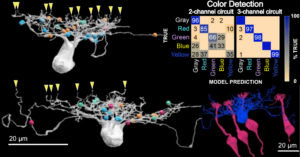 Retinal Circuit Model for Color Vision