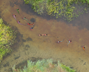 Using Computer Vision to Understand Collective Navigation in Salmon