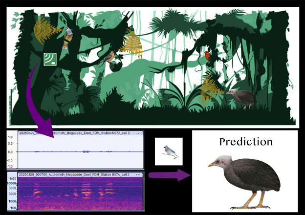 Development of a custom acoustic classifier to detect the Micronesian megapode, a rare bird
